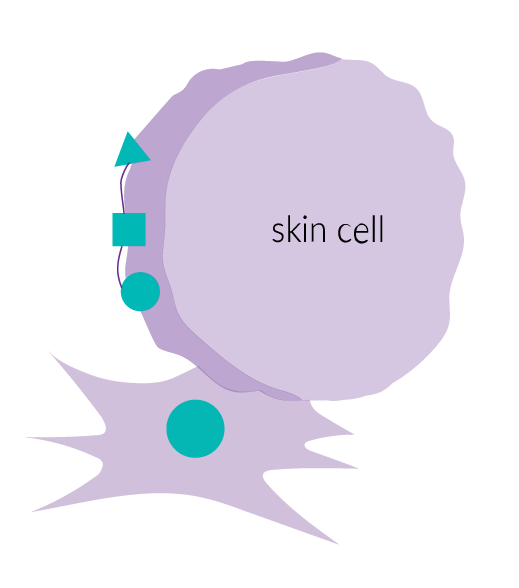 fibroblast skin cell