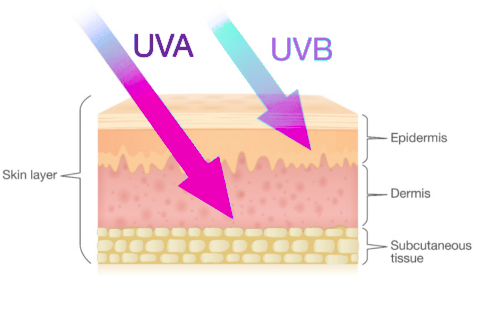Illustration of UVA and UVB rays penetrating the skin. The skin is depicted in three layers, the epidermis, the dermis and the subcutaneous tissue.